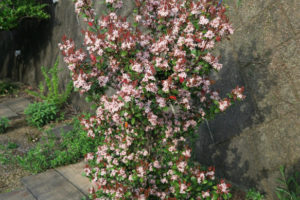 開花中のヒメシャリンバイ