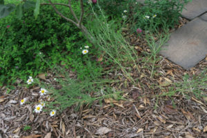 開花中のローマンカモミール