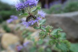 ハチがダンギクの蜜を吸っている