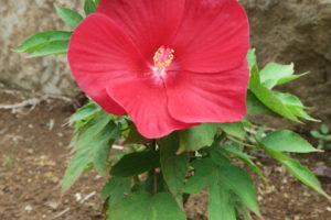 開花中のタイタンビカス