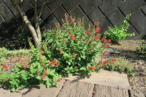 赤花のサルビア・コクシネア