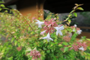 カレイドスコープの花