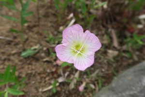 ヒルザキツキミソウの花