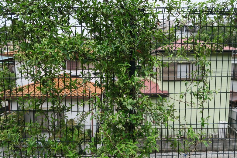 スタージャスミン Greg S Garden