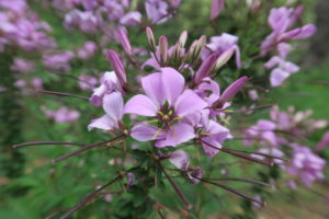 セニョリータロザリータの花