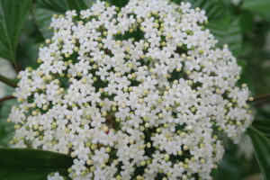 ハクサンボクの花