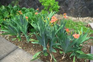 たくさんのヒオウギ