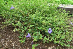 1年目のトレニア