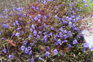 トレニアの紅葉