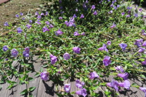 薄くなったトレニア