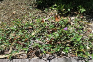 老衰したトレニア