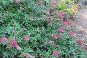 開花中のガウディチャウディ