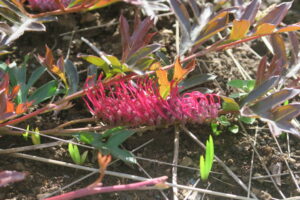 ガウディチャウディの花