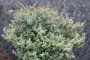 400cm になったマリリン