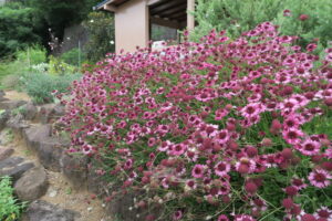 だいぶ殖えたグレープセンセーション