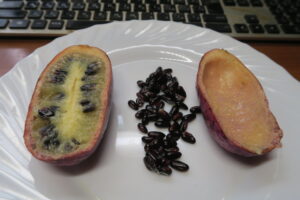 半分食べたムベ