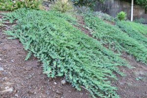 若いブルーパシフィック