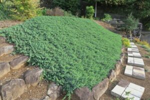 成熟したブルーパシフィック