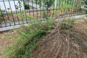 半分枯れてカーペットクイーン