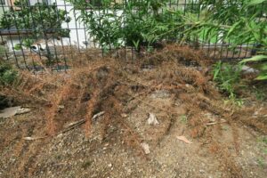 枯れたカーペットクイーン