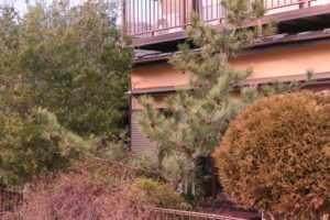 冬のベニクジャクマツ