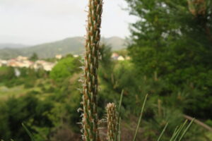 ベニクジャクマツのみどり