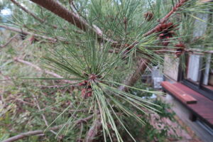 ベニクジャクの葉っぱ