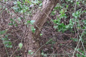 ベニクジャクマツの幹